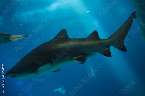 Sand tiger shark  Carcharias taurus 