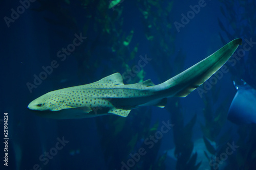 Zebra shark (Stegostoma fasciatum).