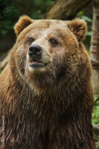 Mainland grizzly (Ursus arctos horribilis).