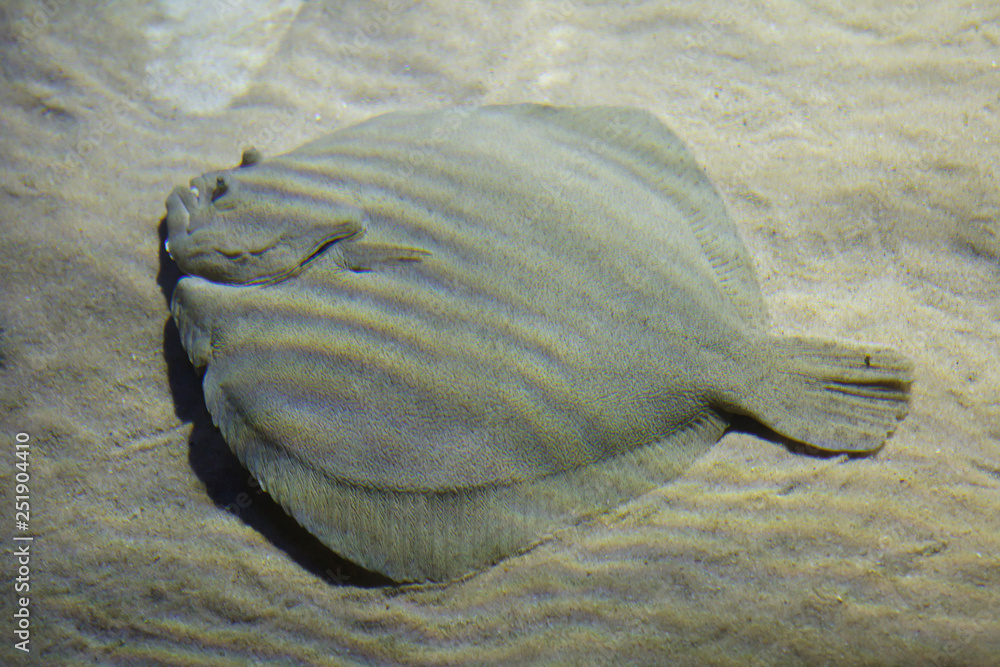 Brill (Scophthalmus rhombus).