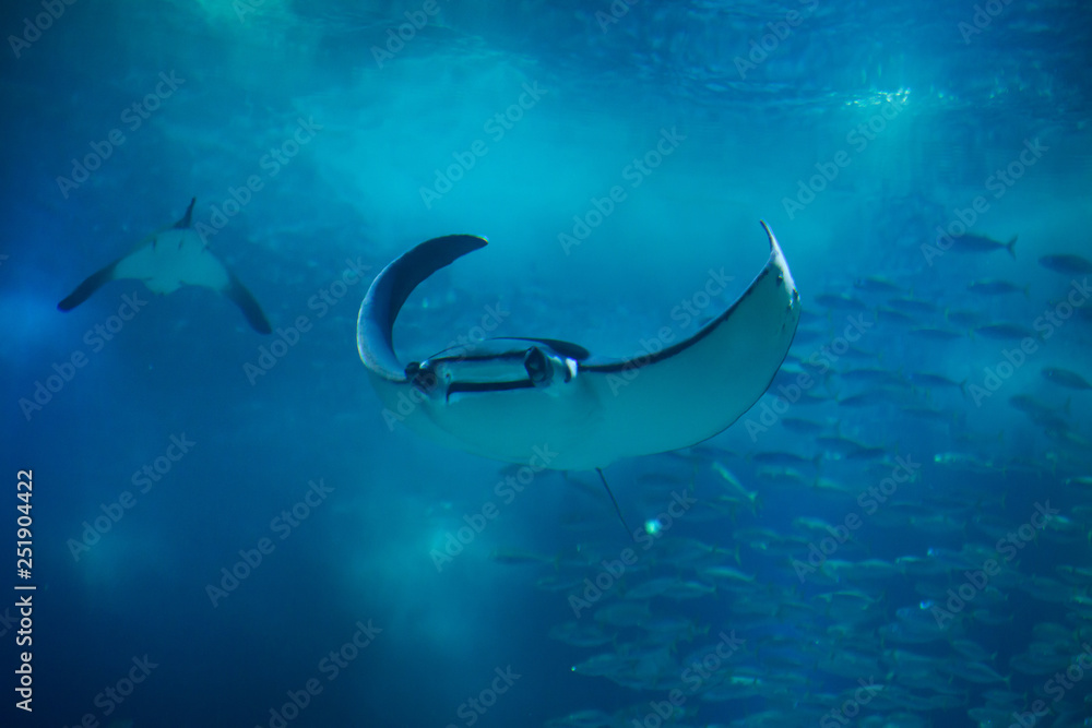 Devil fish (Mobula mobular)