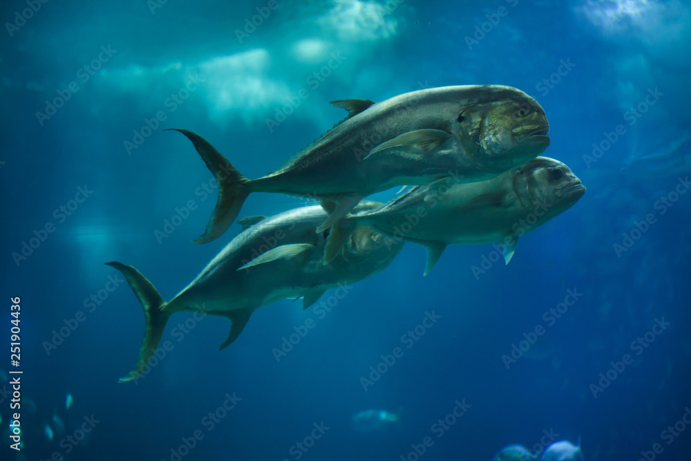 Fototapeta premium Crevalle jack (Caranx hippos)