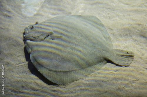 Obraz na płótnie Brill (Scophthalmus rhombus). w salonie