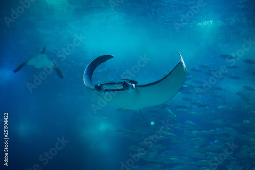 Obraz na płótnie Devil fish (Mobula mobular) w salonie