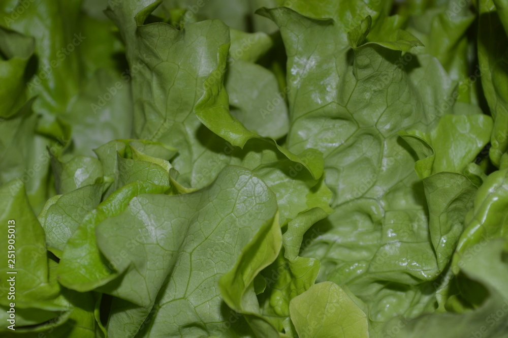 fresh spinach leaves fresh spinach leaves