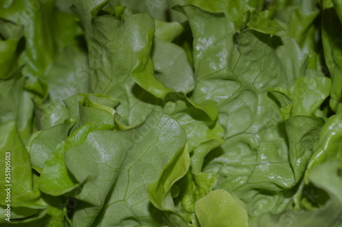 fresh spinach leaves