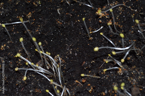 sprouts in spring - macro shoots