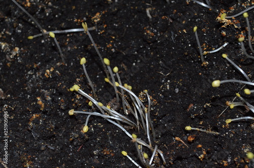 sprouts in spring - macro shoots