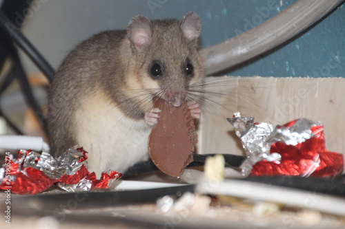 Dormouse eating chocolate