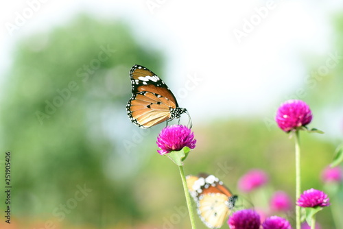 photo of butterfly at Flower in the garden © jassmerah