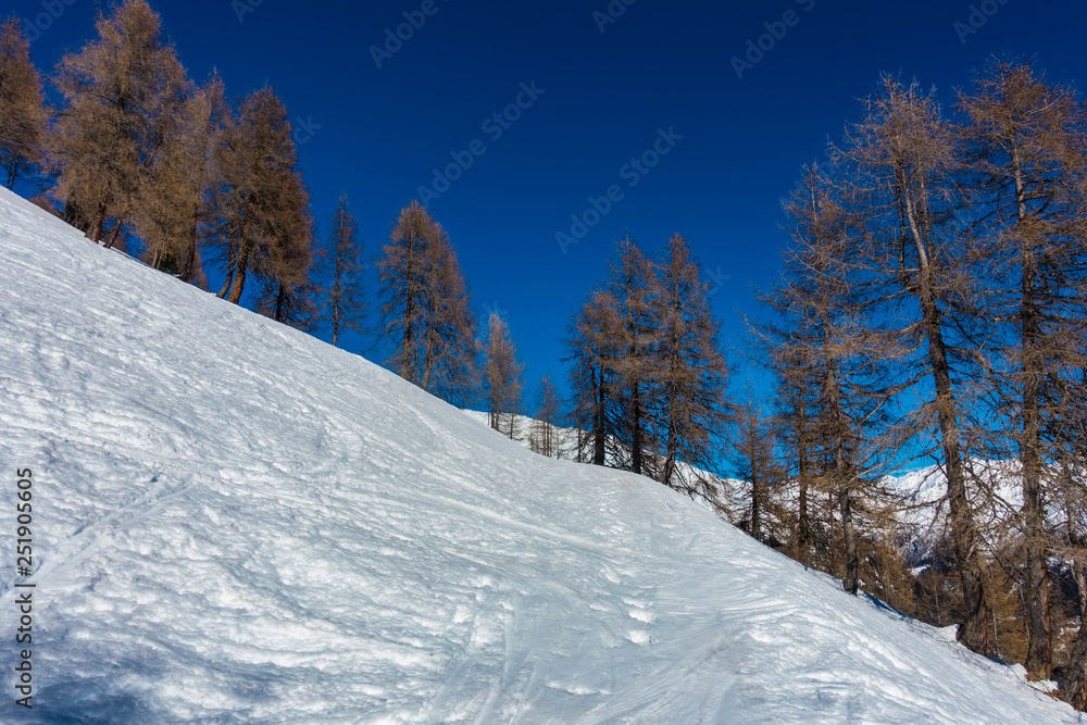 Schnee und Lärchenwald vor blauem Himmel