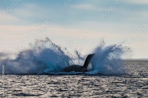 Whale jumping in Peninsula Valdes,, Patagonia, Argentina