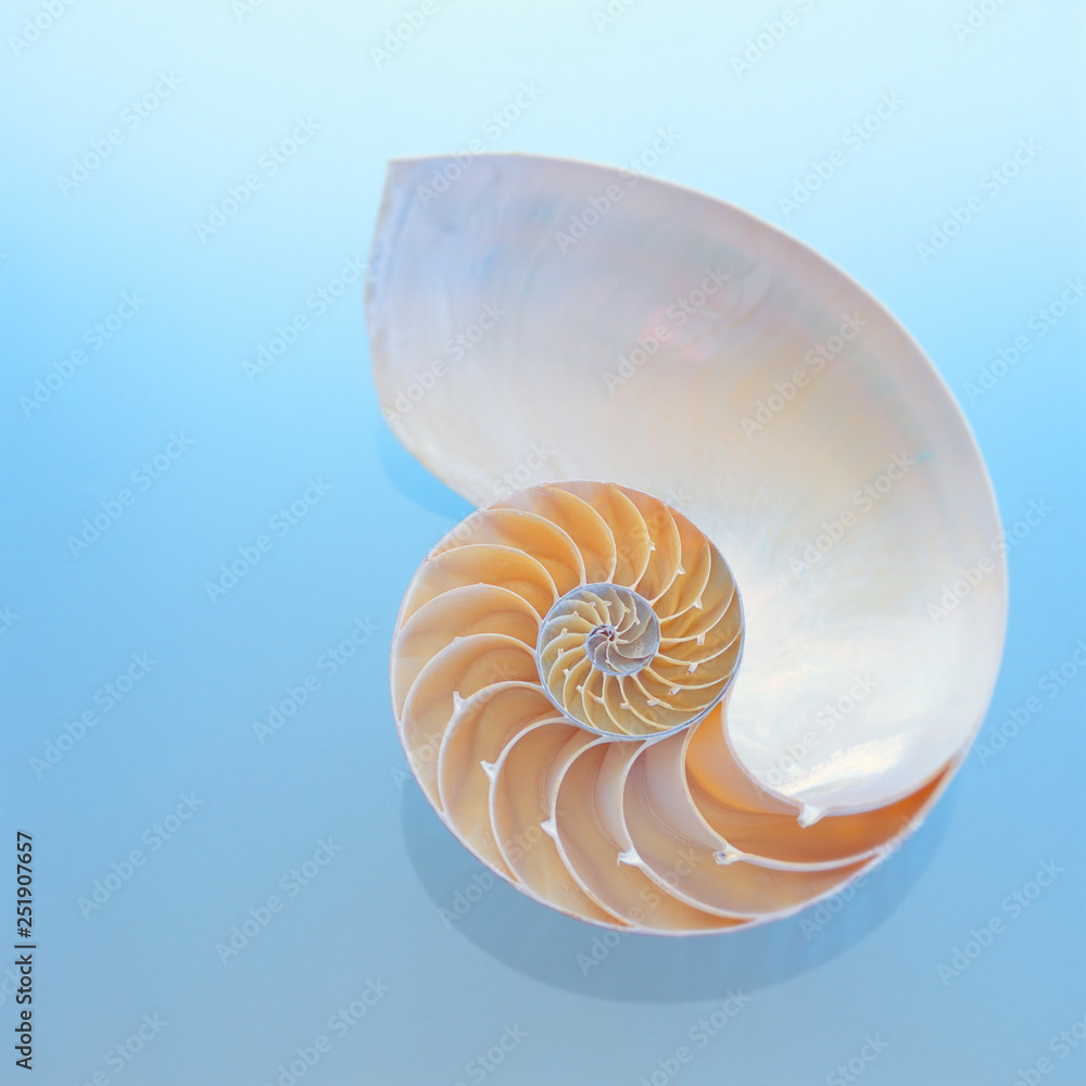 Chambered nautilus spiral shell on blue background. Beautiful seashells summer beach patterns elements. Chambered nautilus spiral shell on blue background. Beautiful seashells summer beach patterns elements.
