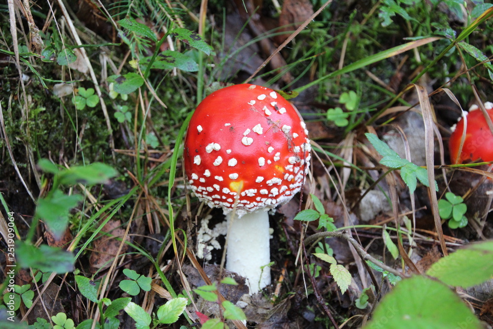 Fly agaric Mushroom Mushroom in the woods Fly agaric Mushroom Mushroom in the woods