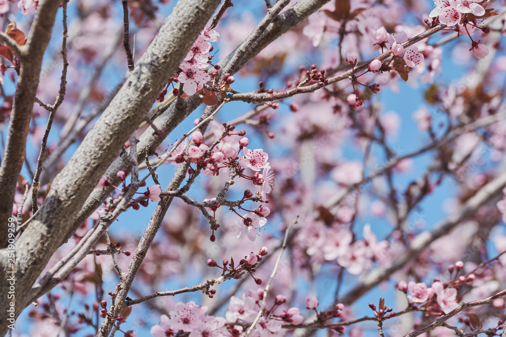 Pretty almond tree with pink flowers in the month of February Pretty almond tree with pink flowers in the month of February