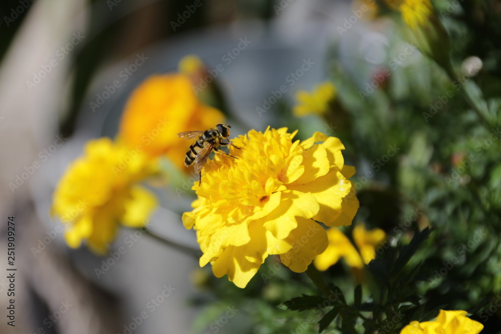 bee and yellow flower bee and yellow flower