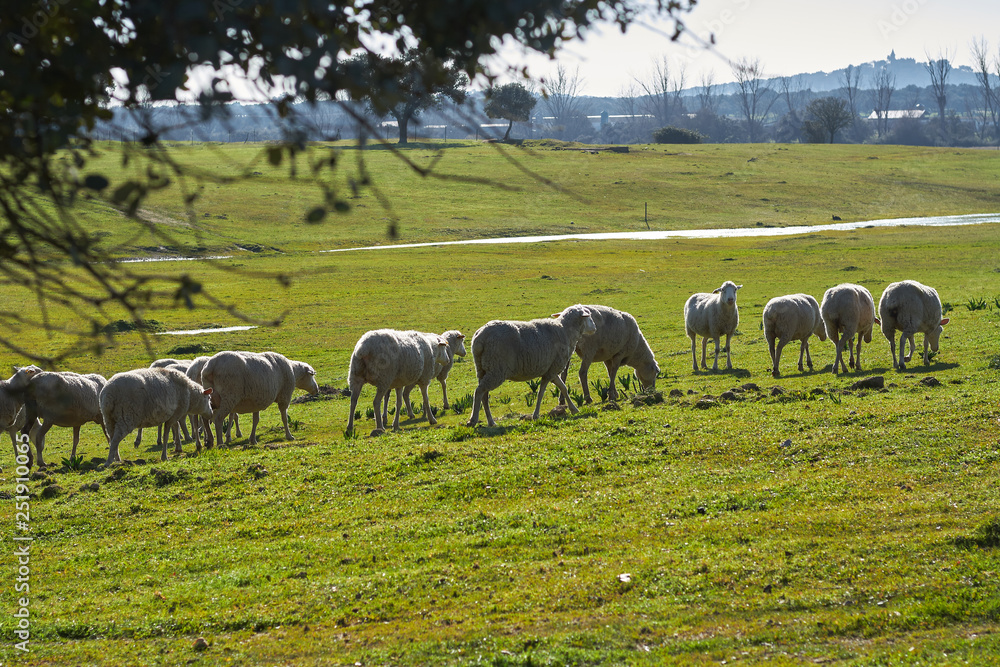 Flock of sheep grazing in the green field with holm oaks and a lake, on a sunny day Flock of sheep grazing in the green field with holm oaks and a lake, on a sunny day