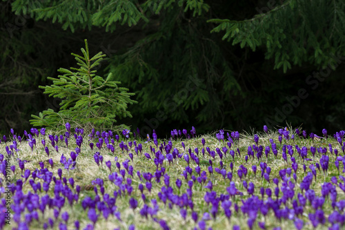 Large purple crocus field, saffran glade in spring
