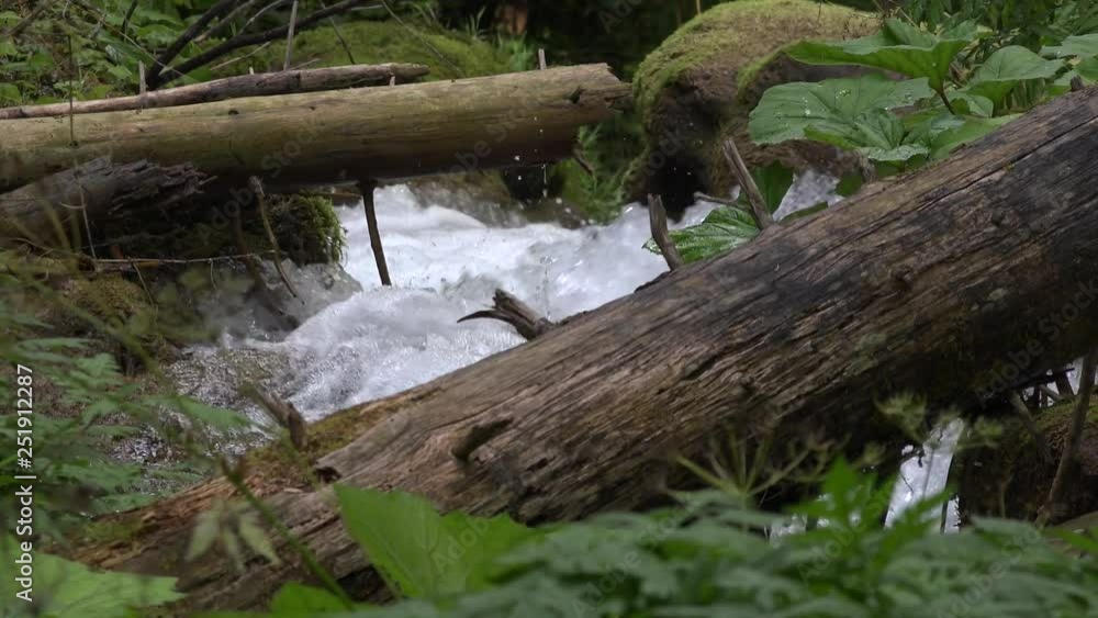waterfall and rotten tree waterfall and rotten tree