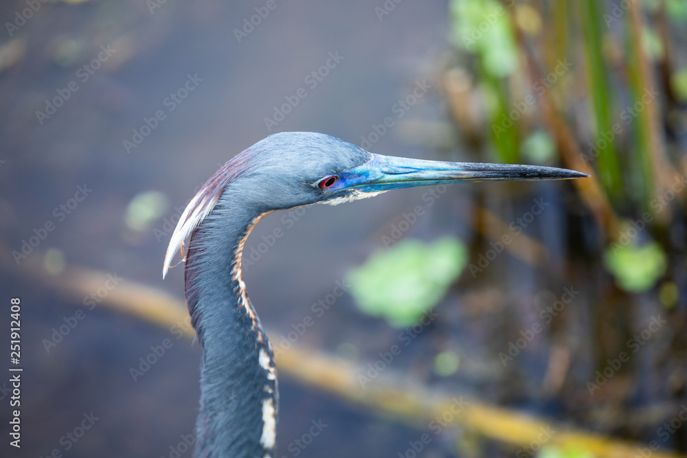 Little blue heron birds head. Florida. USA. Little blue heron birds head. Florida. USA.