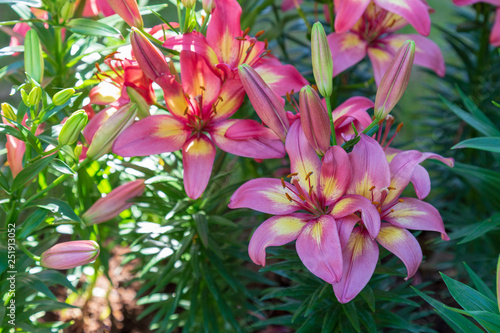 Lily in the garden