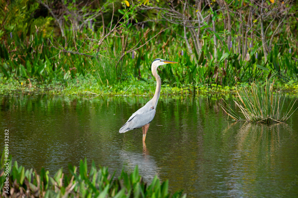 Great blue heron bird. Florida. USA.