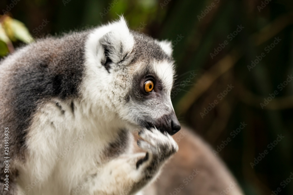Funny, cute lemur holds a paw at the mouth and looks thoughtfully into the distance, as if trying to remember something, against a blurred background.