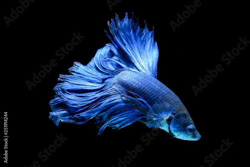 Blue fighting fish isolated on black background photo