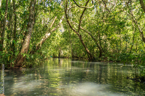 Small river cover with trees in tropical forest.