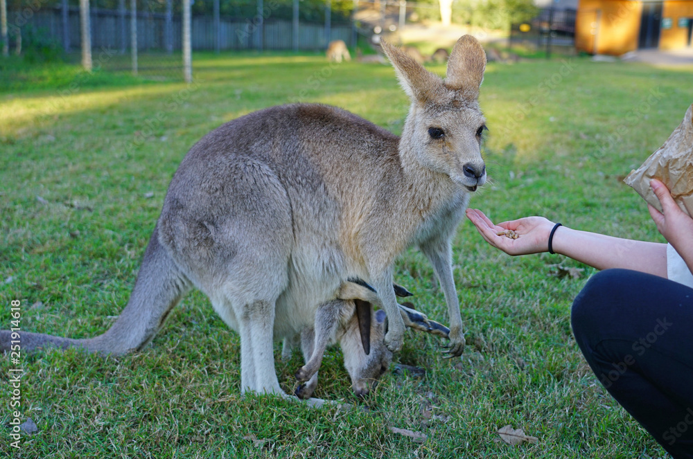 Hand feeding a kangaroo at a park in Brisbane, Australia Hand feeding a kangaroo at a park in Brisbane, Australia