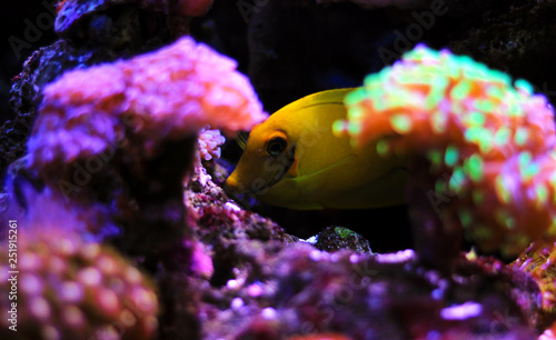 Lemon Tang aka Chocolate tang (Acanthurus pyroferus) photo