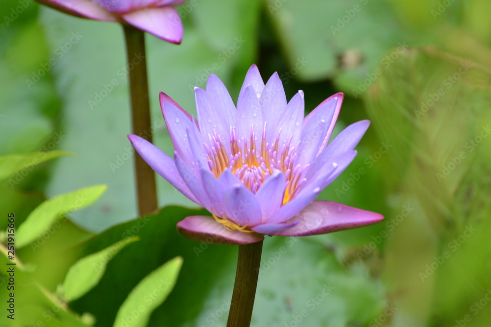 lotus in pond