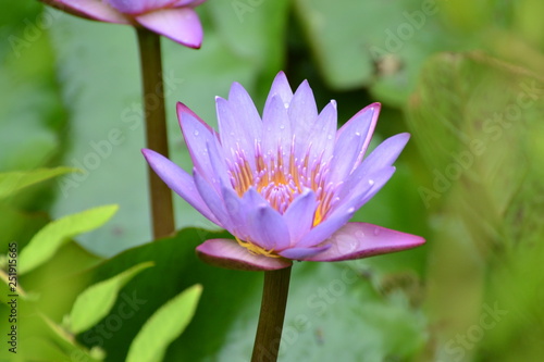 lotus in pond