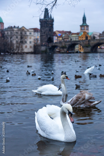 Beautiful swans on the Vltava River in Prague, Czech Republic