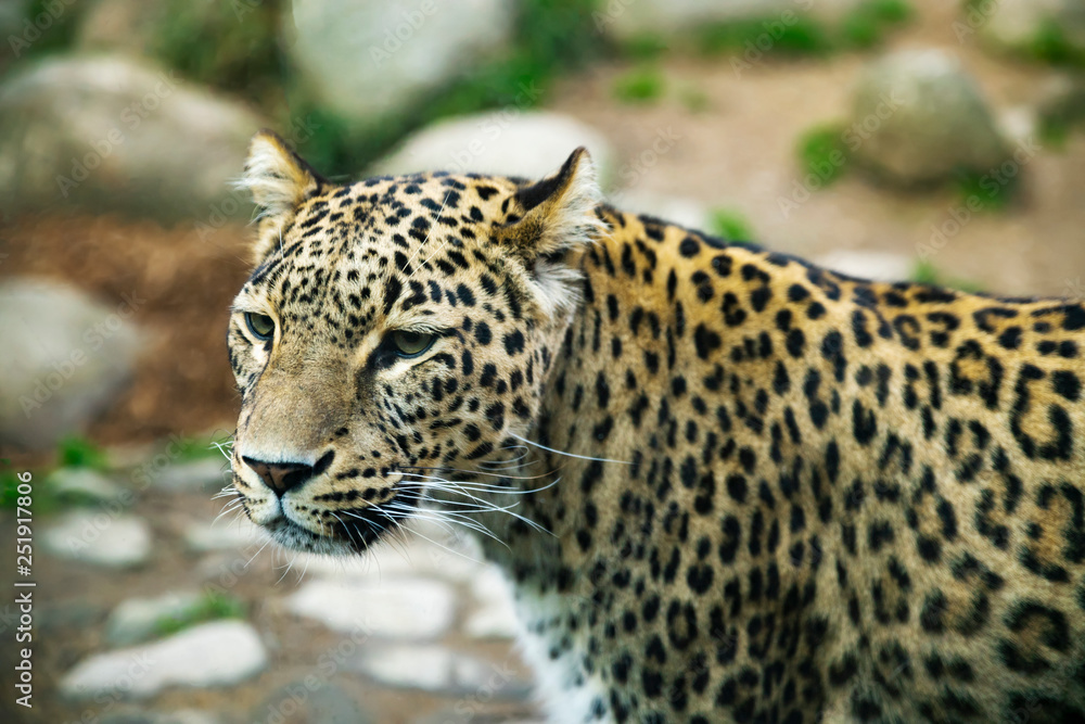 Portrait of a predatory spotted animal Leopard Portrait of a predatory spotted animal Leopard