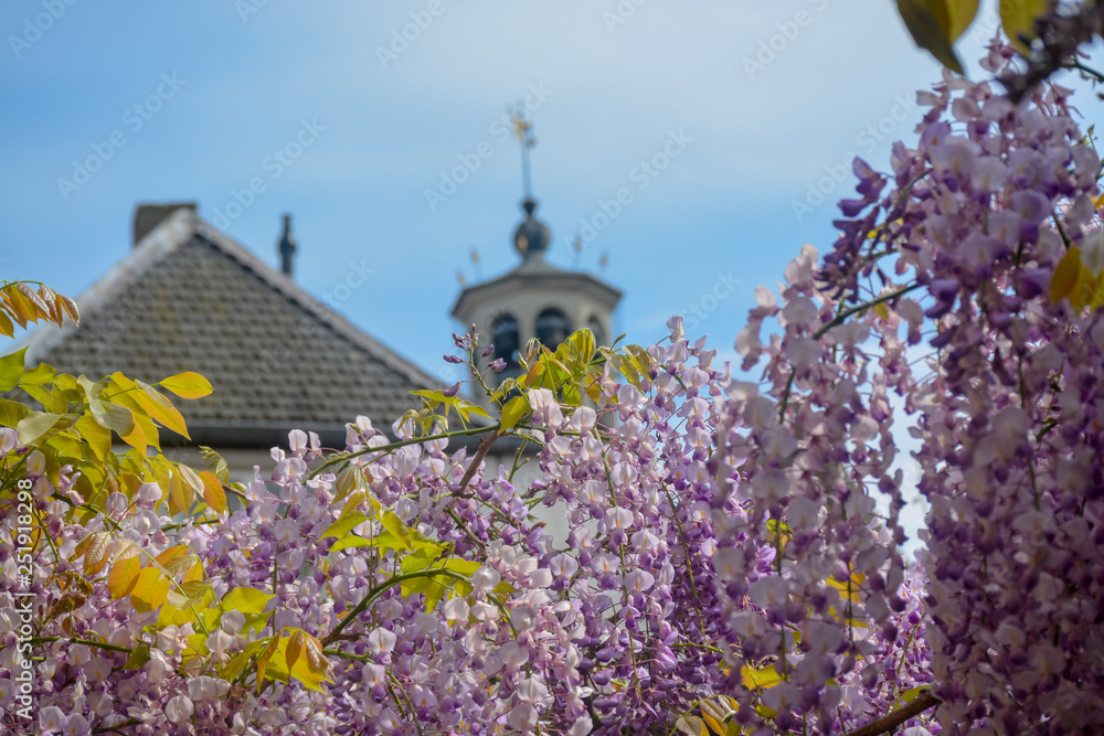 Spring blossom of purple wisteria plant