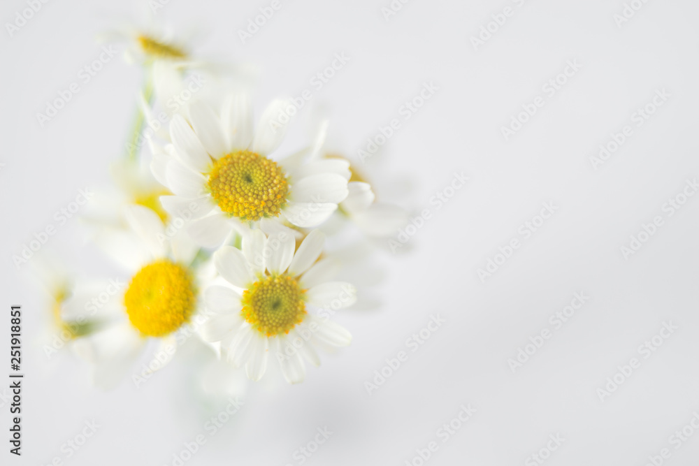 Fototapeta premium Fresh white chamomile flowers in soft and blur style. Flower background with copy space.