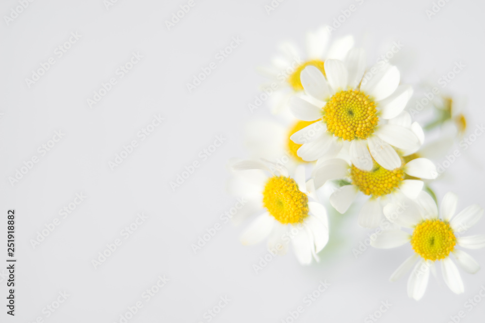 Fresh white chamomile flowers in soft and blur style. Flower background with copy space. - obrazy, fototapety, plakaty 