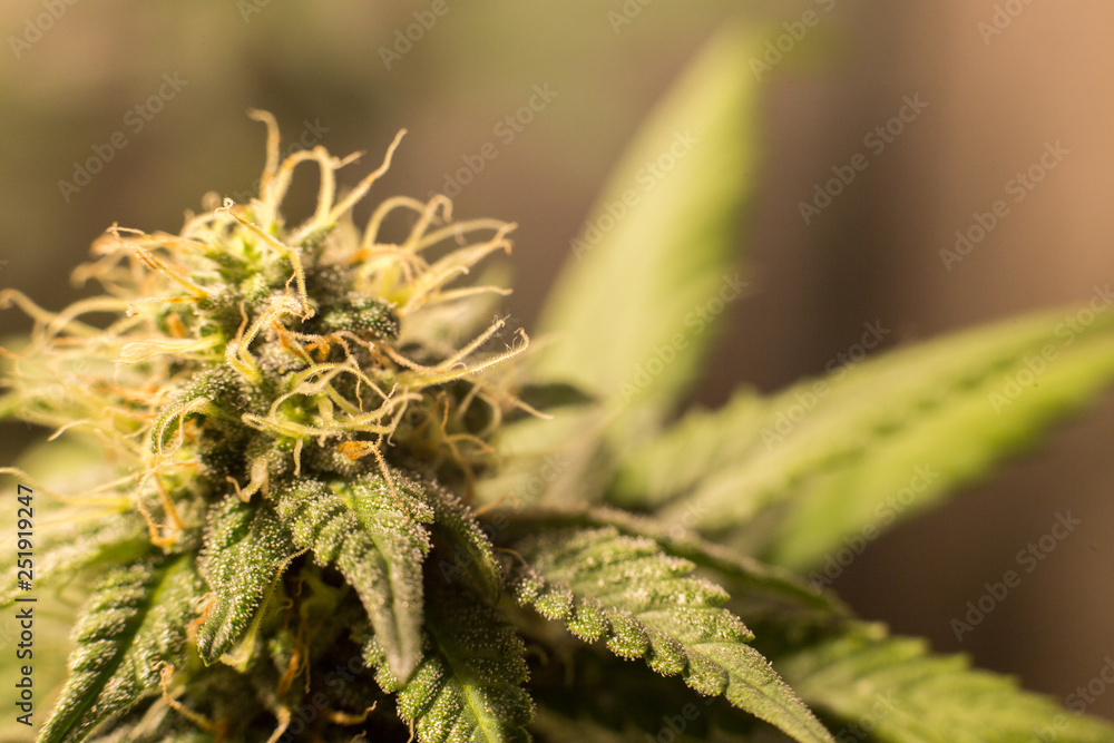 Cannabis Bud Marijuana Flower Weed Macro In Indoor Cannabis Bud Marijuana Flower Weed Macro In Indoor