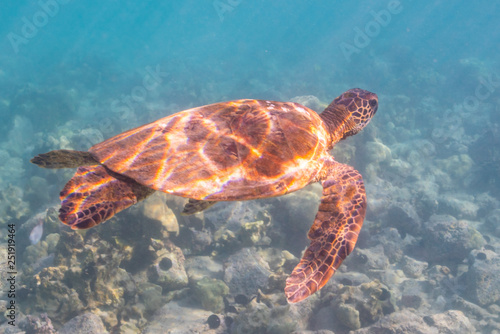 Sea turtle swimming over reef