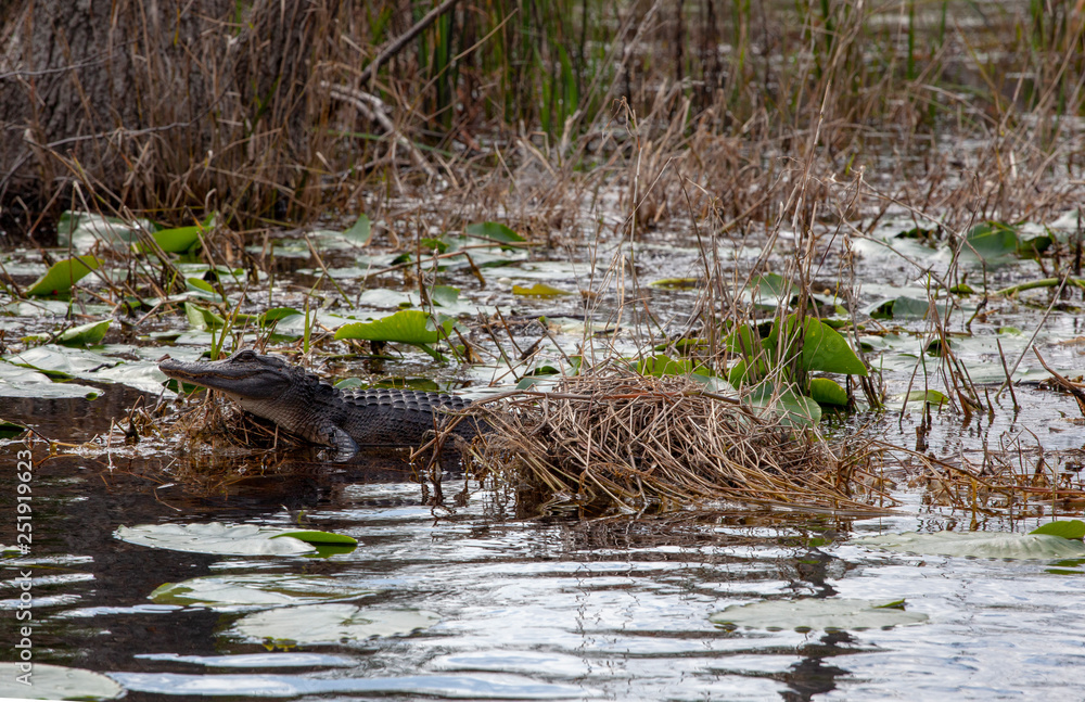 gator on log gator on log