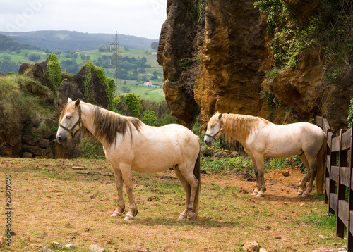 Andalusian horse Equus przewalskii f. caballus, Park of the Nature of Cabarceno, Cantabria, Spain