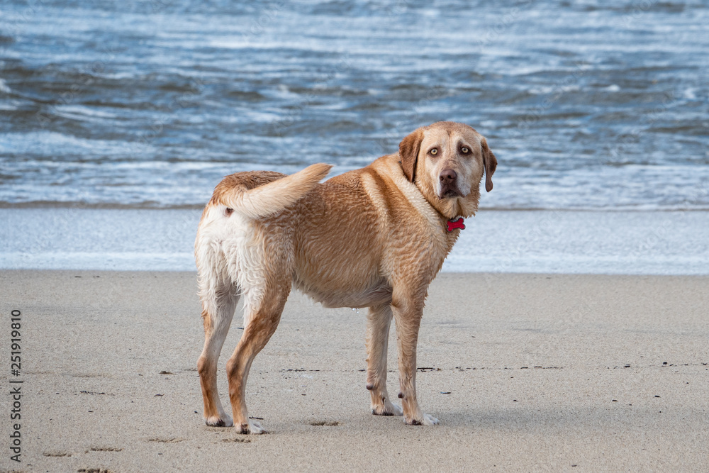 A yellow Labrador retriever stands on the beach near Carmel by the Sea, California. A yellow Labrador retriever stands on the beach near Carmel by the Sea, California.