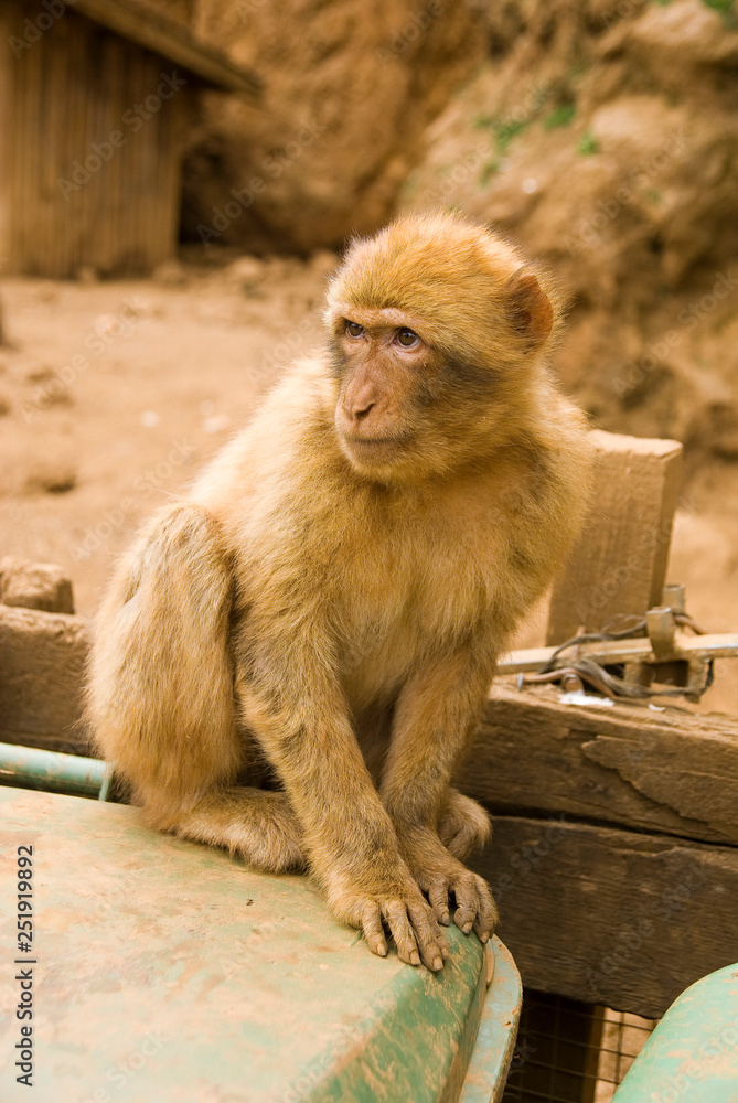 Rhesus monkey, Rhesus Macaque, Macaca mulatta, , Park of the Nature of Cabarceno, Cantabria, Spain