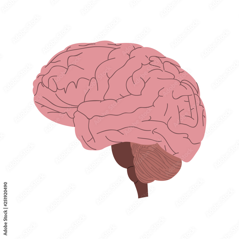 Isolated human brain image. Vector illustration design Isolated human brain image. Vector illustration design