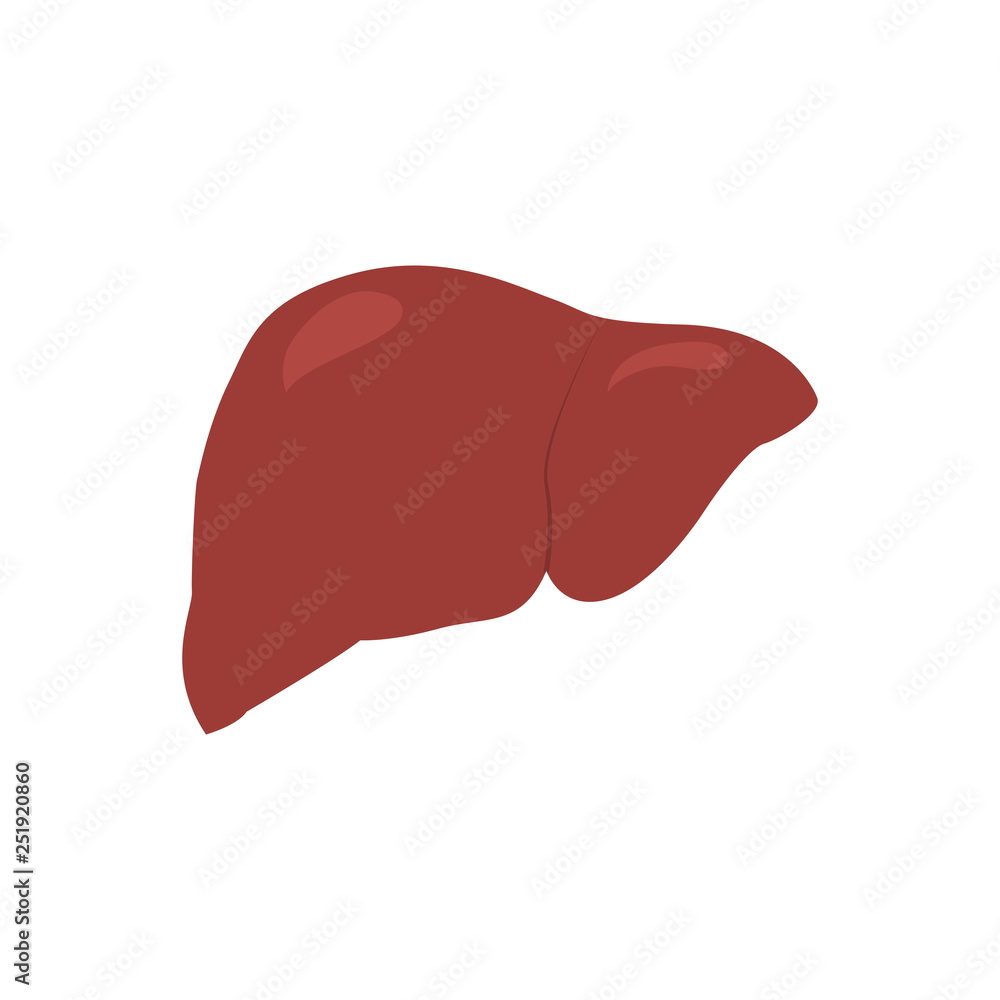 Isolated human liver image. Vector illustration design