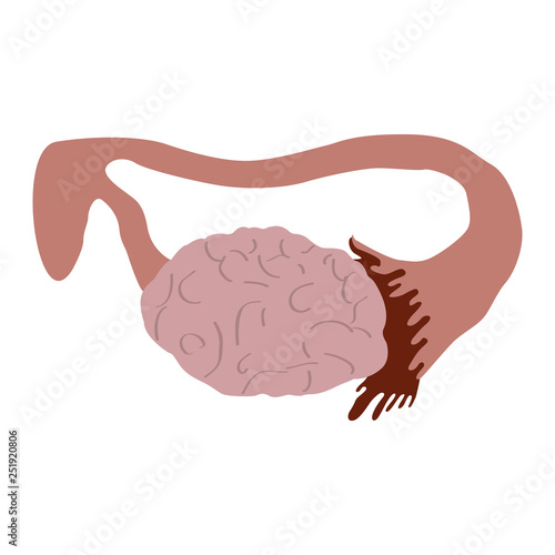 Isolated human ovary image. Vector illustration design