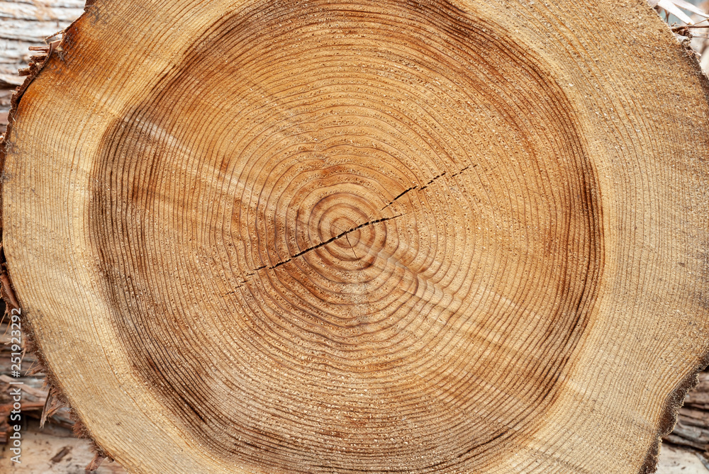 Naklejka premium Pnia drzewa i słoj roczny