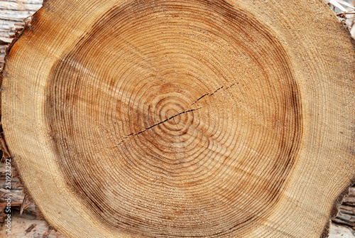 木の切り株と年輪 photo
