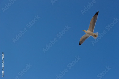 Gull flying in Venice sky 